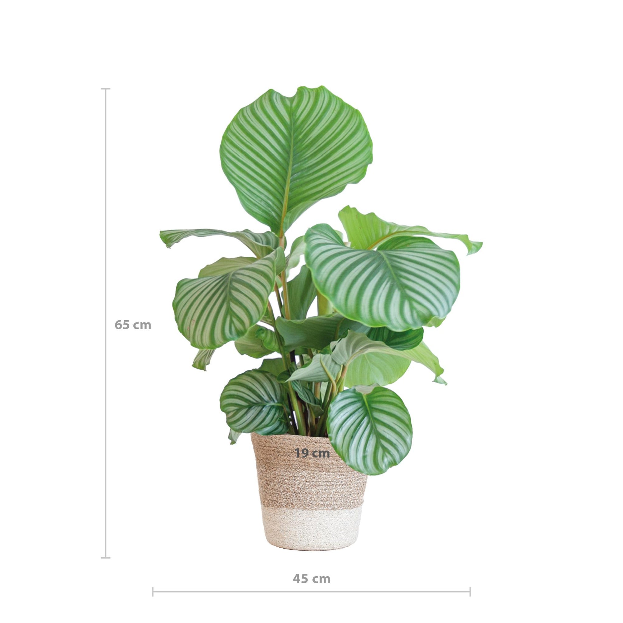 Calathea Orbifolia met Lissabon mand wit