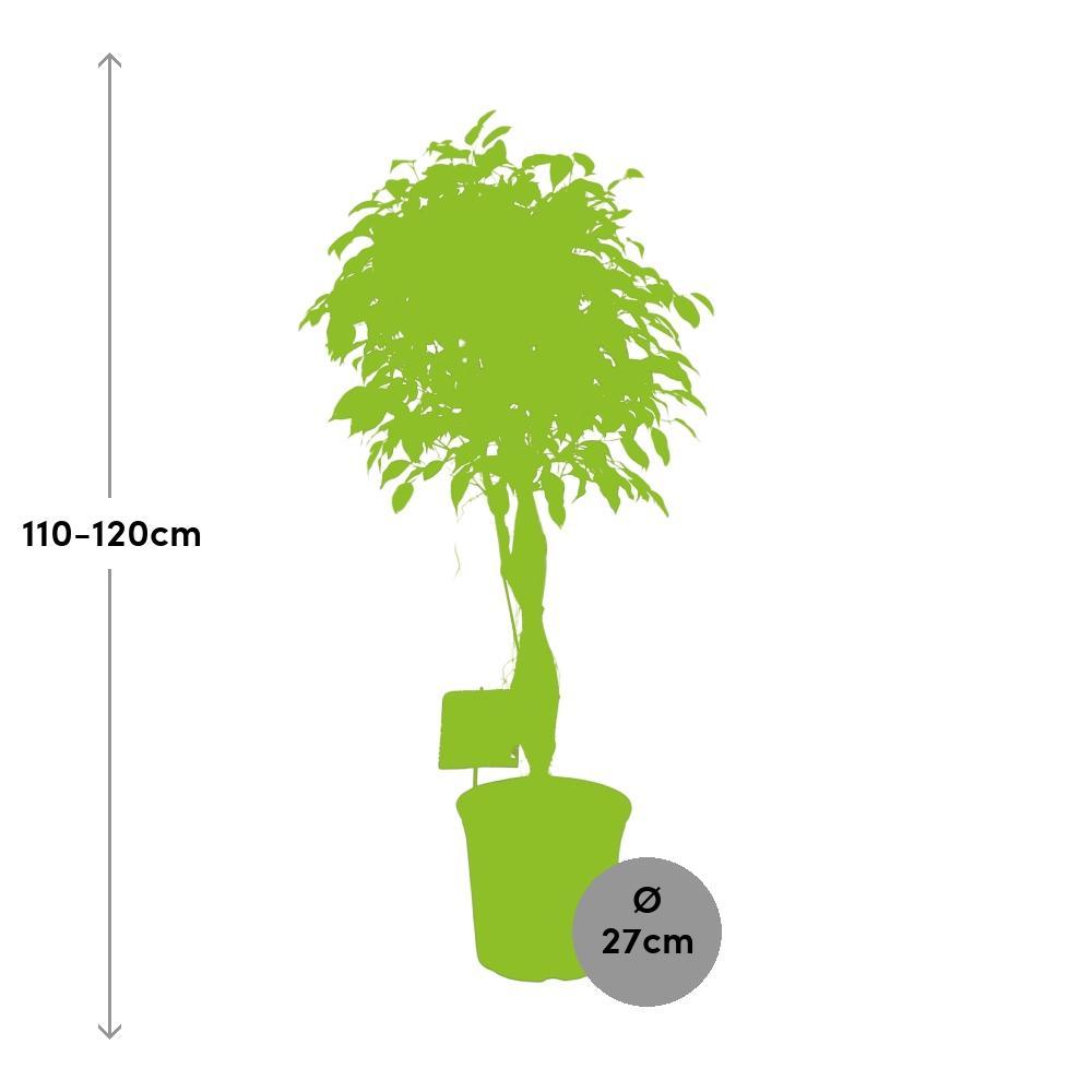 Ø27cm - ↕120cm