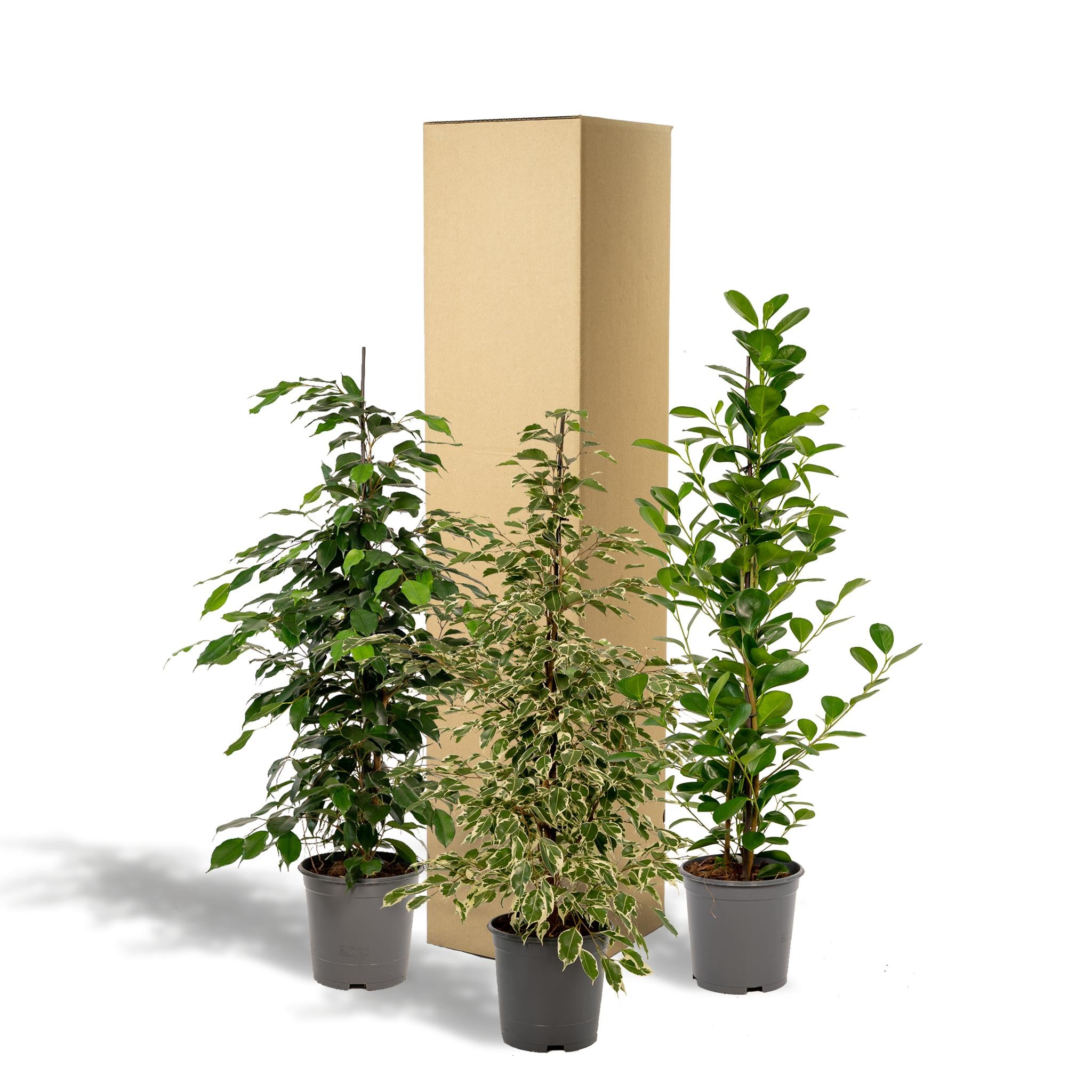 Ficus Benjamina Danielle - ↨95cm - Ø21cm + Ficus Benjamina Twilight - ↨95cm - Ø21cm + Ficus Microcarpa Moclame - ↨95cm - Ø21cm