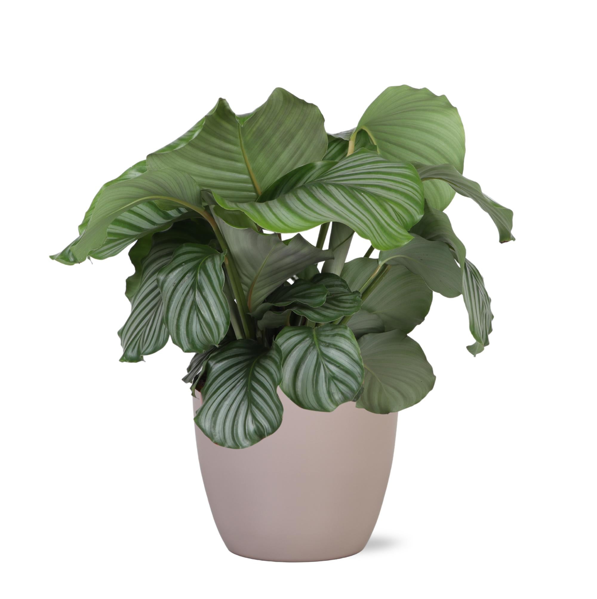 Calathea Orbifolia Ø21cm - ↕70cm in Boule TAUPE pot