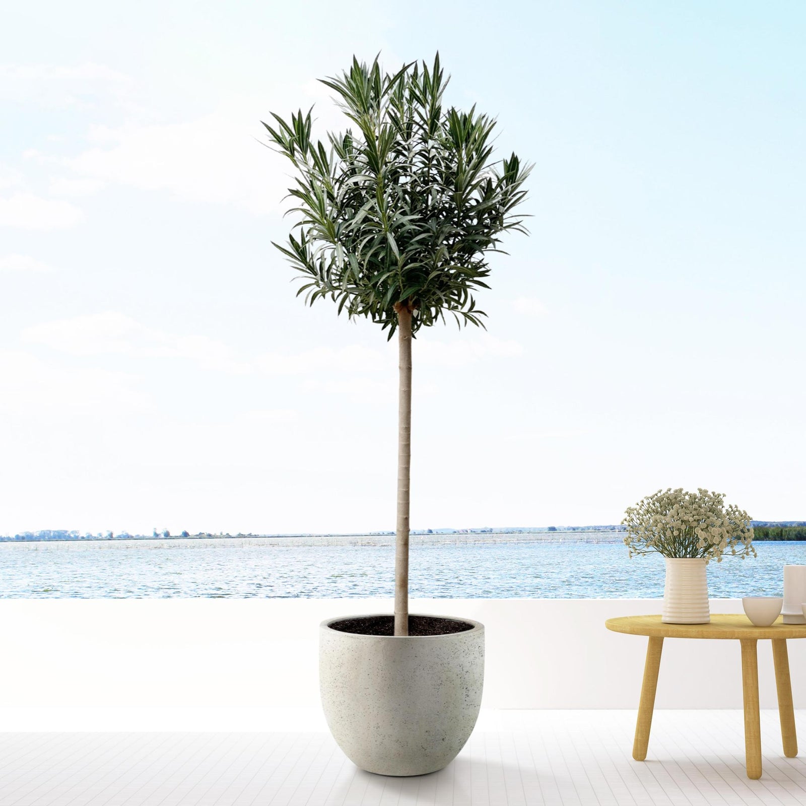 Nerium Oleander op stam met roze bloem - 200cm- Ø35