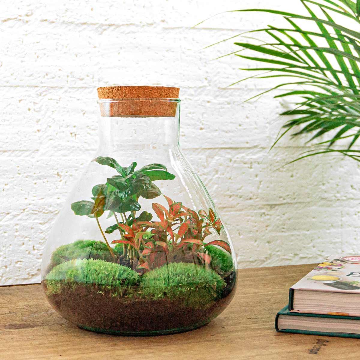 DIY terrarium - Sammie Coffea - ↑ 27 cm