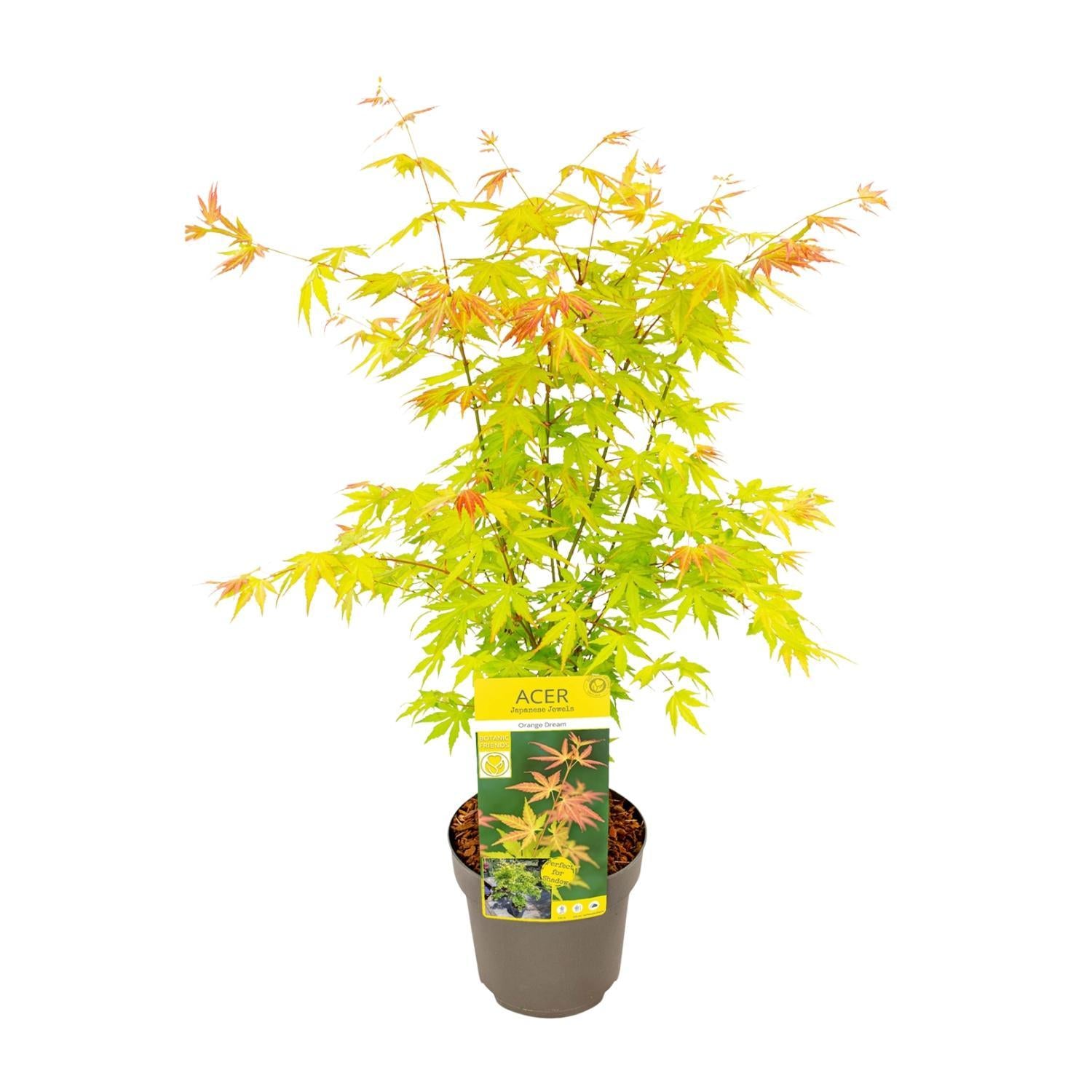 Acer palmatum Orange Dream - Ø19 - ↨40cm