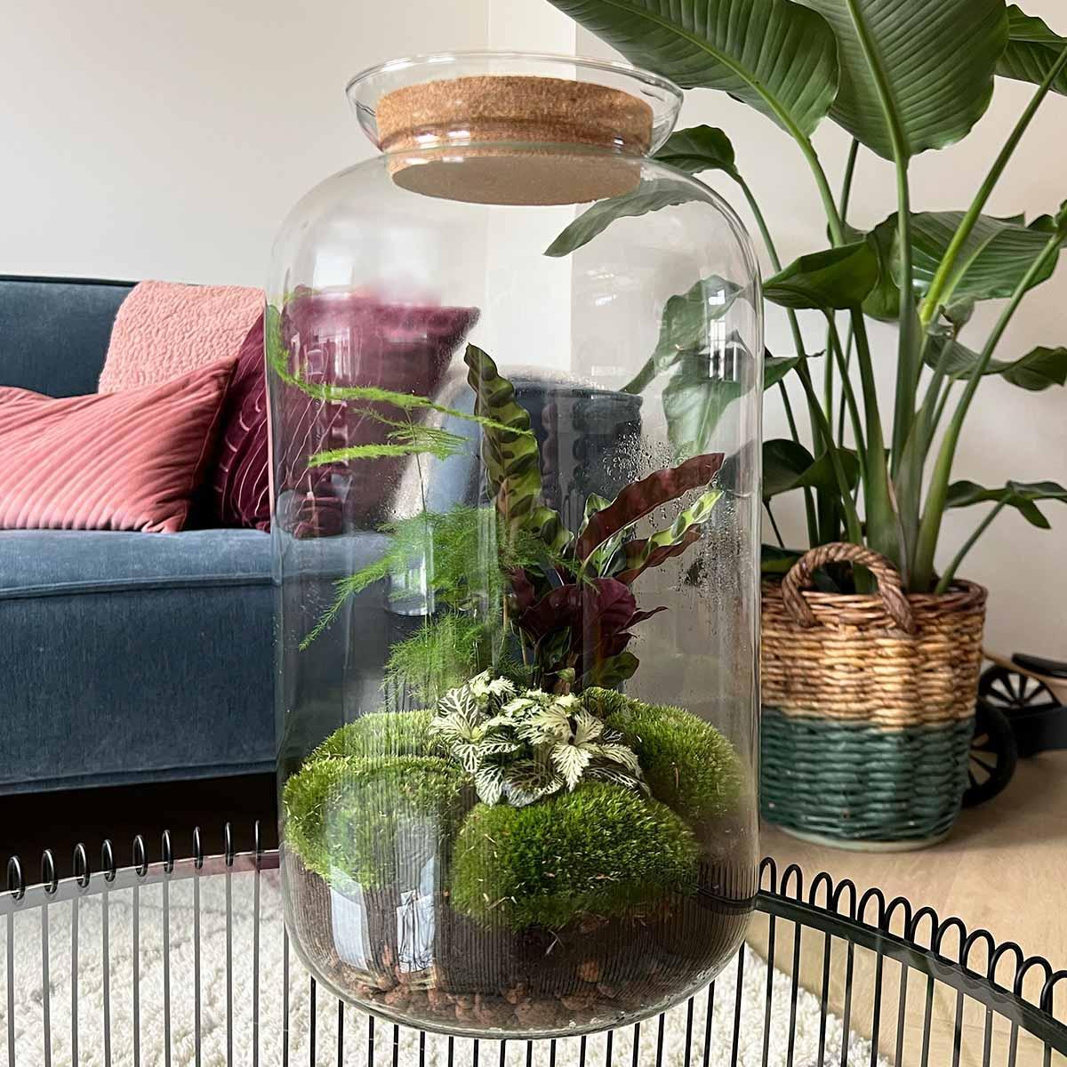 DIY terrarium - Botanical Sven XL - ↑ 43 cm + Rake + Shovel