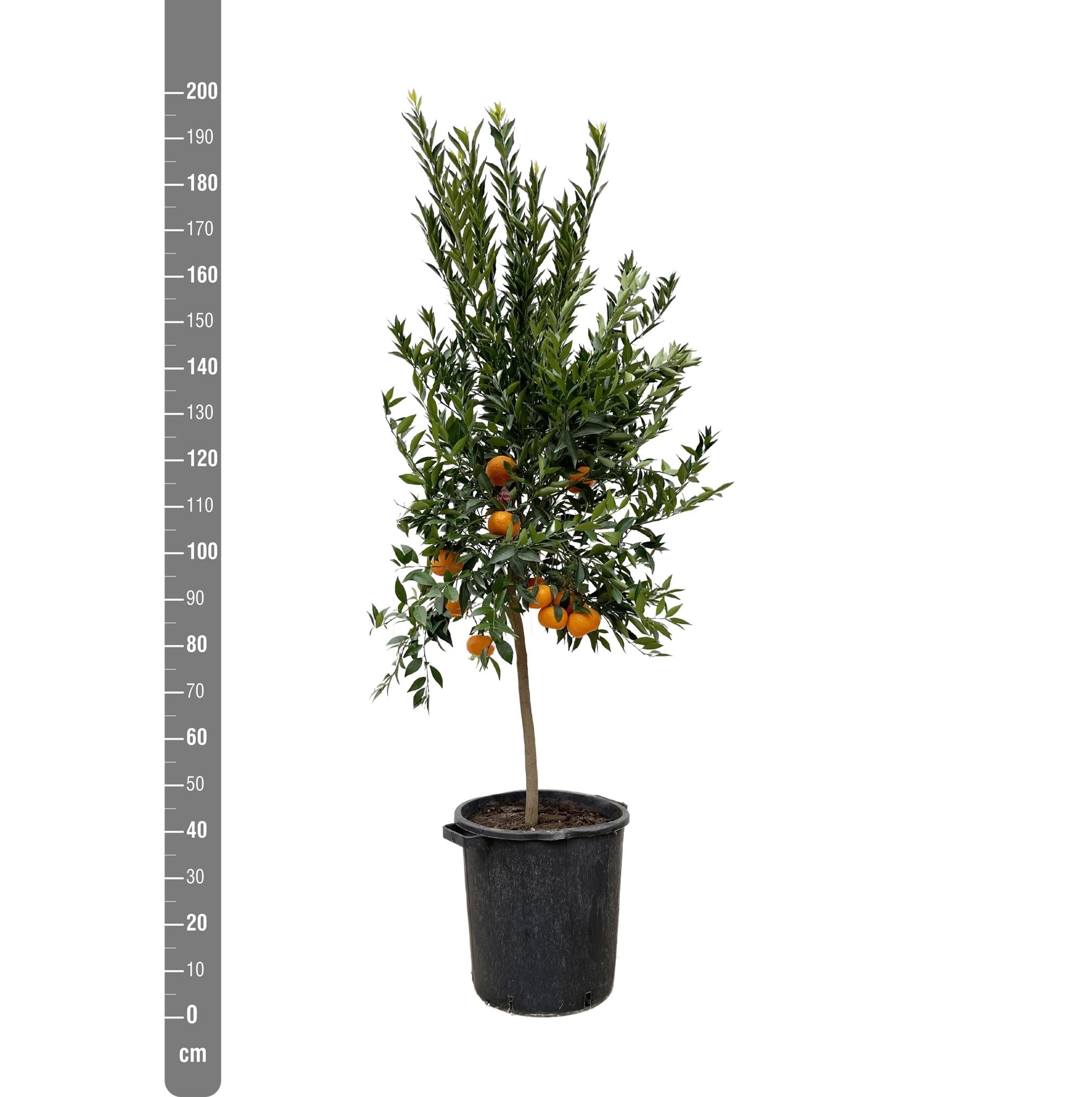 Citrus Mandarino - 200 cm - ø40