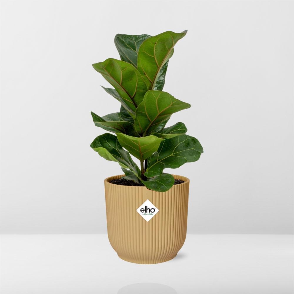 Ficus Lyrata ‘Bambino’ in ELHO Vibes Fold 14cm geel