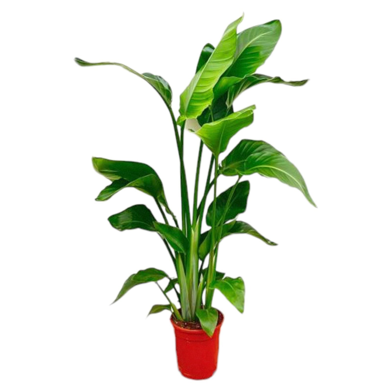 Strelitzia Nicolai - 100 cm - ø17