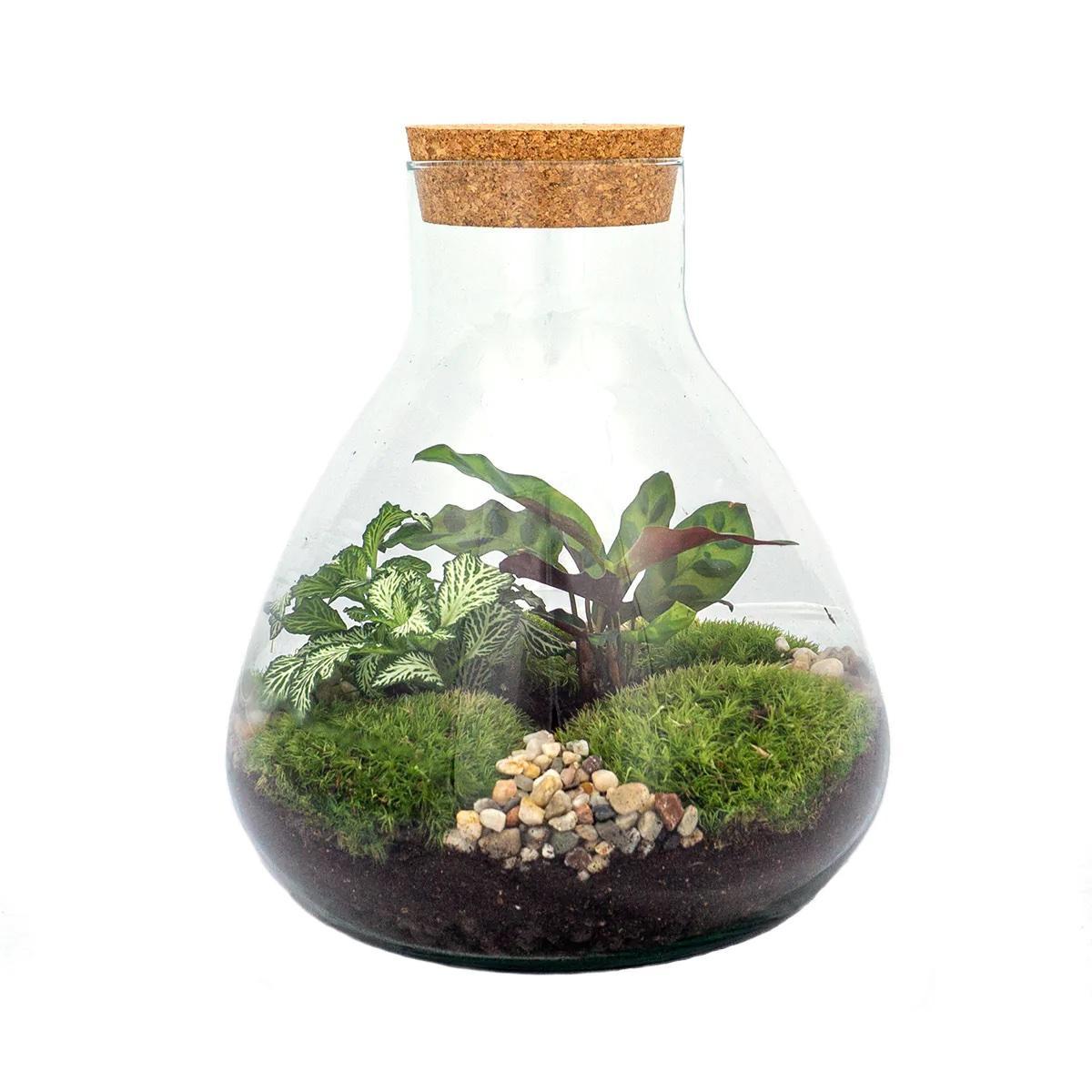 DIY terrarium – Sammie – ↑ 27 cm