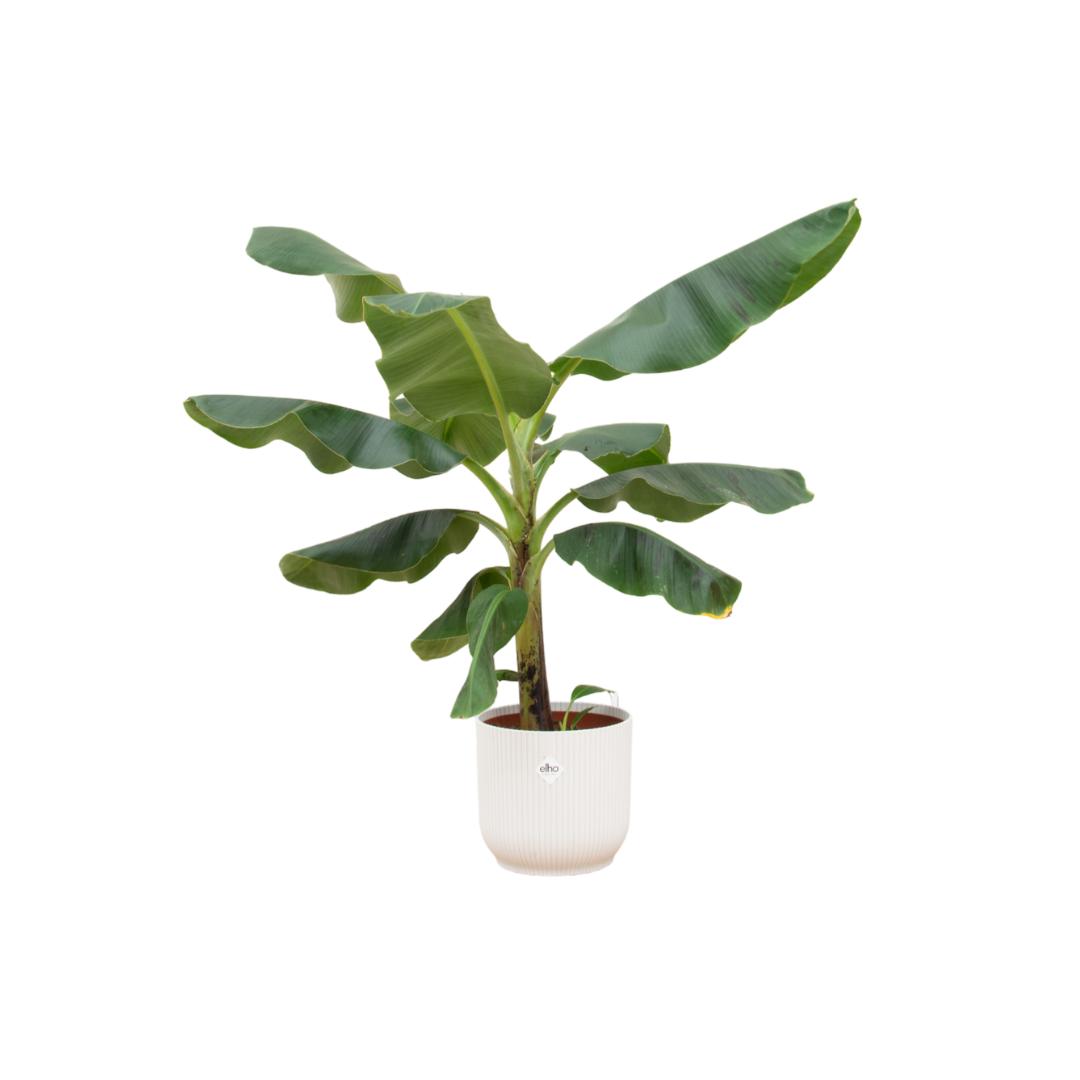 Combi deal - Bananenplant (Musa) inclusief elho Vibes Fold Round wit Ø22 - 100 cm