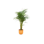 Combi deal - Areca palm inclusief elho Jazz Round geel Ø26 - 140 cm