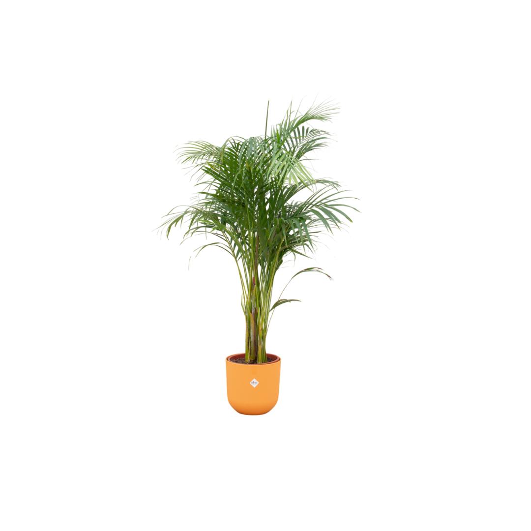 Combi deal - Areca palm inclusief elho Jazz Round geel Ø26 - 140 cm