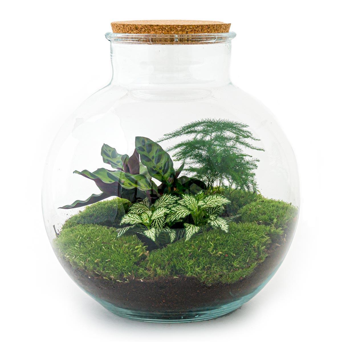 DIY terrarium - Bolder Bob - ↑ 30 cm + Rake + Shovel + Tweezer + Scissors