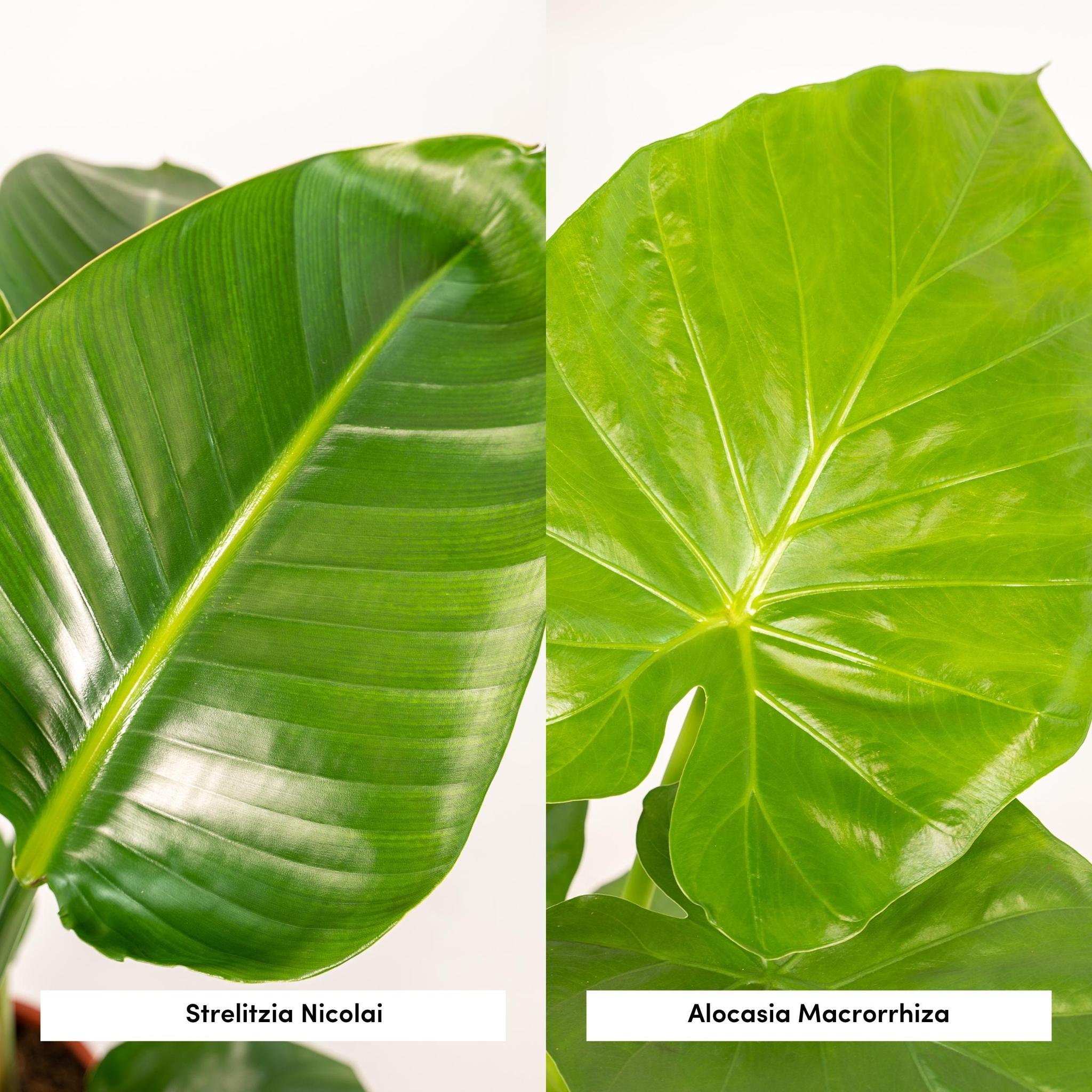 Strelitzia Nicolai - ↨85cm - Ø19cm + Alocasia Macrorrhiza - ↨70cm - Ø19cm + Incl. Mand Selin