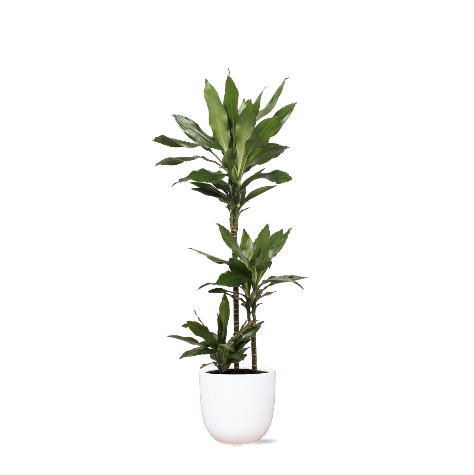 Dracaena Janet Lind Ø24cm ↕120cm in Boule WIT pot