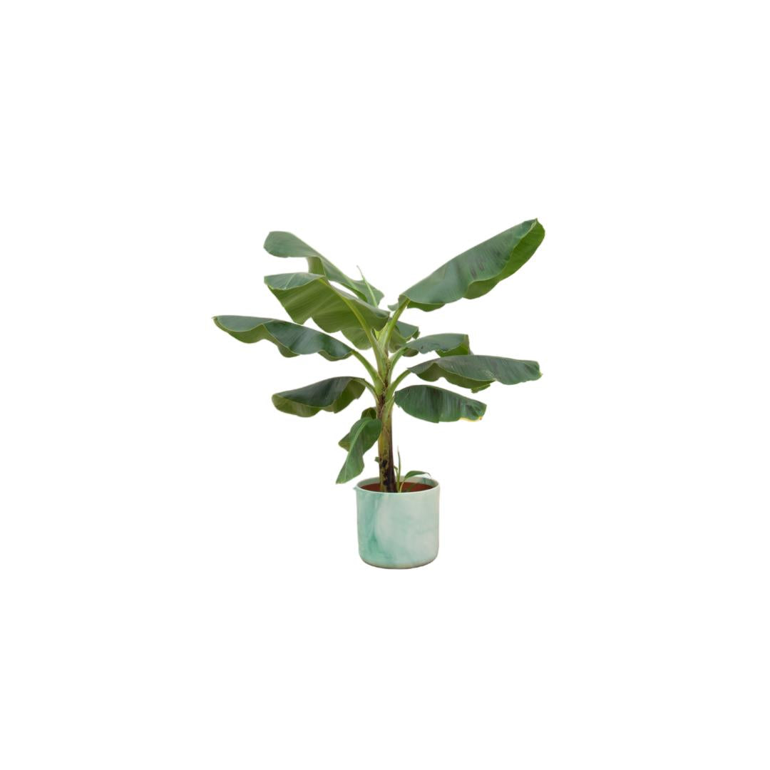 Combi deal - Bananenplant (Musa) inclusief Ocean Round pacifisch groen Ø22 - 100 cm