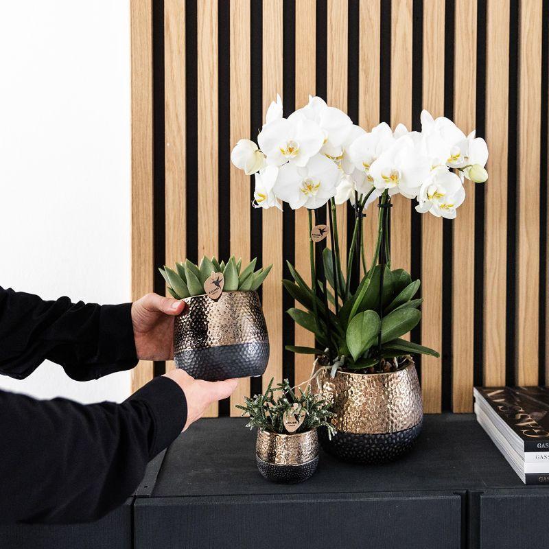 Kolibri Company | Gift set Home Hub | Plantenset met Phalaenopsis Orchidee en Succulenten incl. keramieken sierpotten