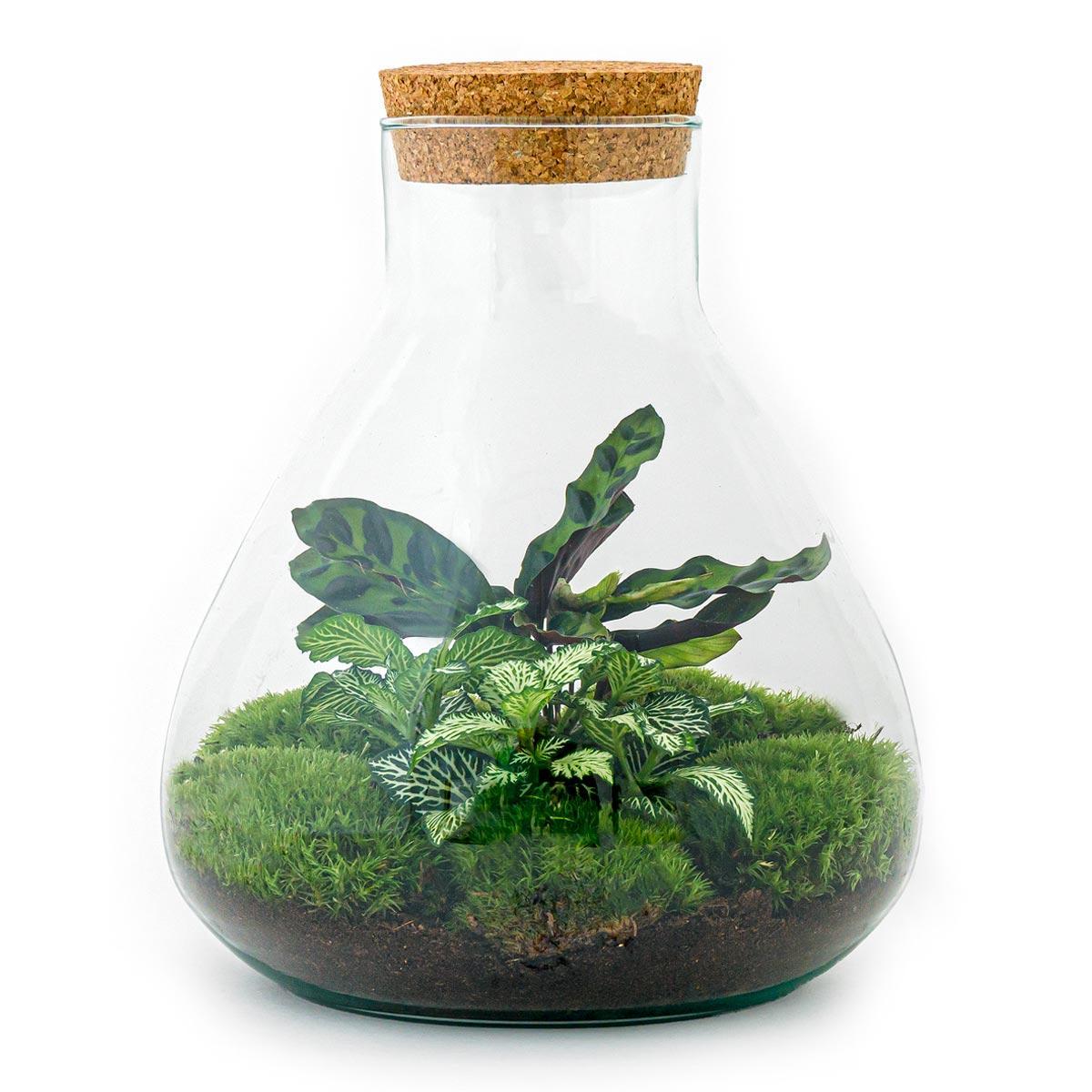 DIY terrarium – Sammie – ↑ 27 cm