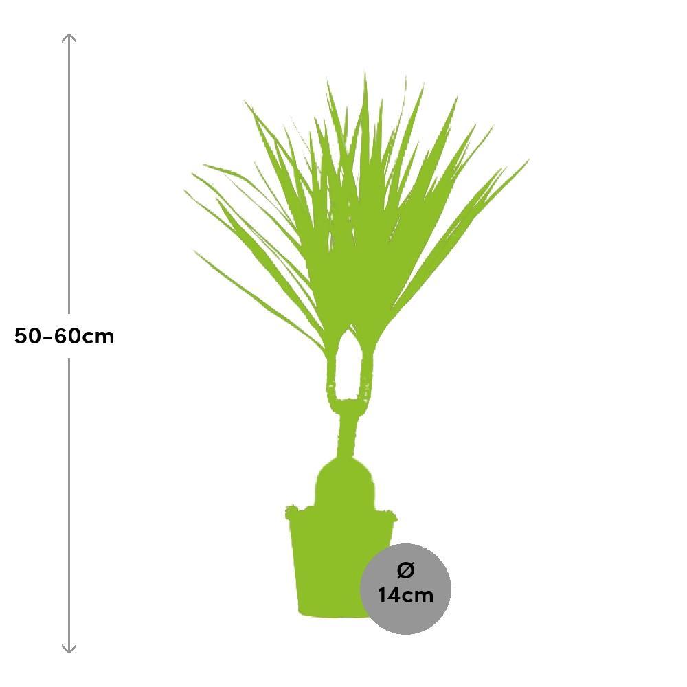 Ø14cm - ↕55cm