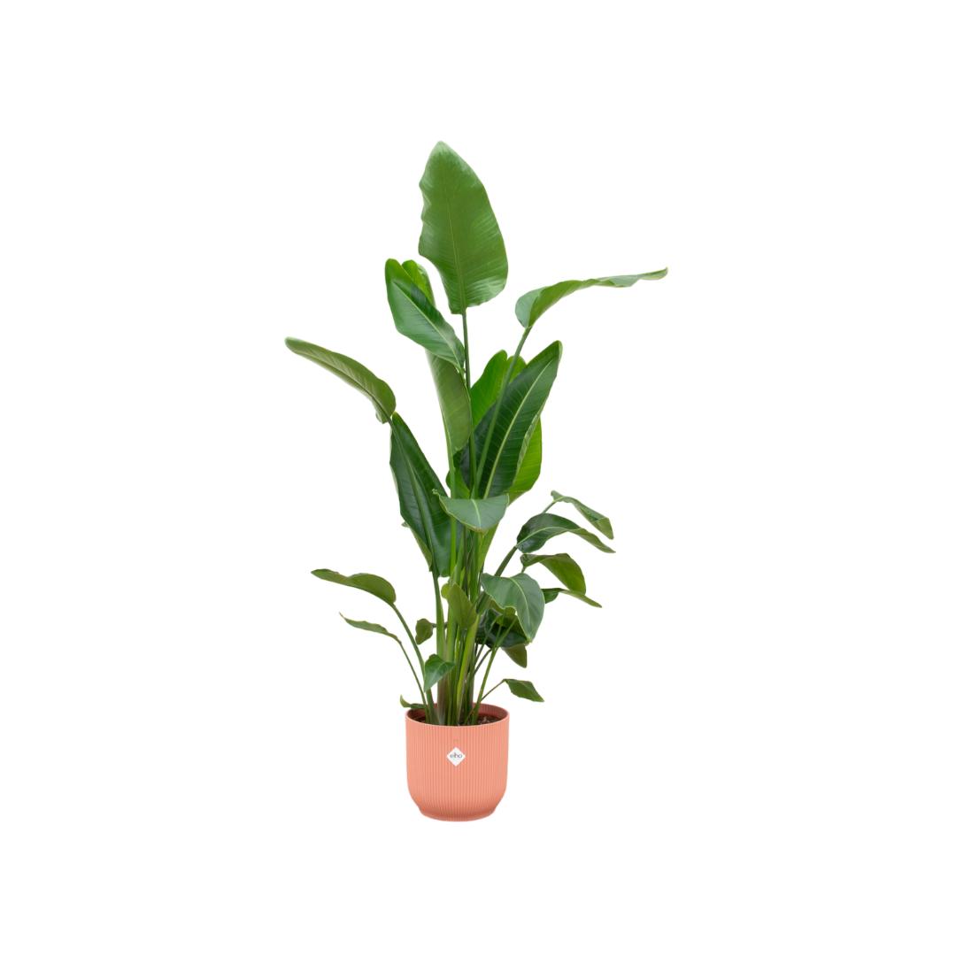 Strelitzia Nicolai inclusief elho Vibes Fold Round roze - 160cm - Ø30