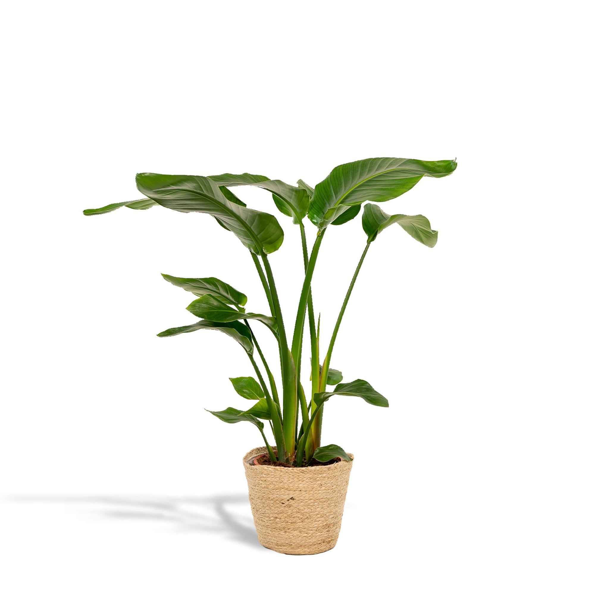 Strelitzia Nicolai - ↨90cm - Ø19cm + Mand Selin