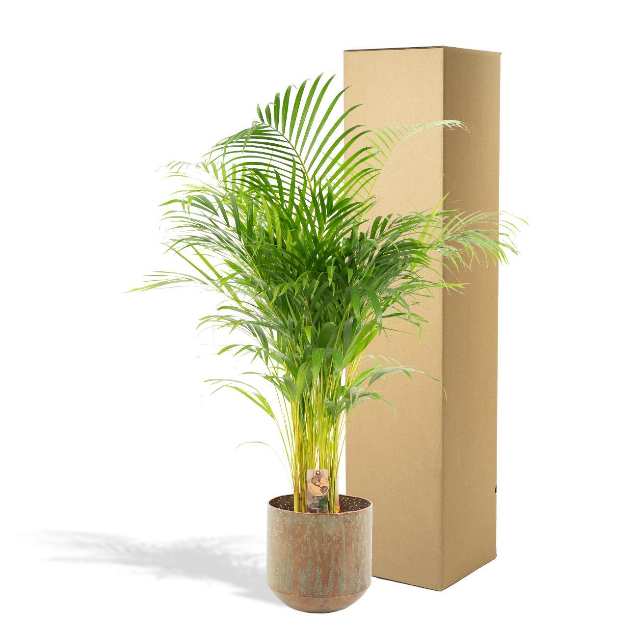 Areca palm met pot - ↨130cm - Ø24cm