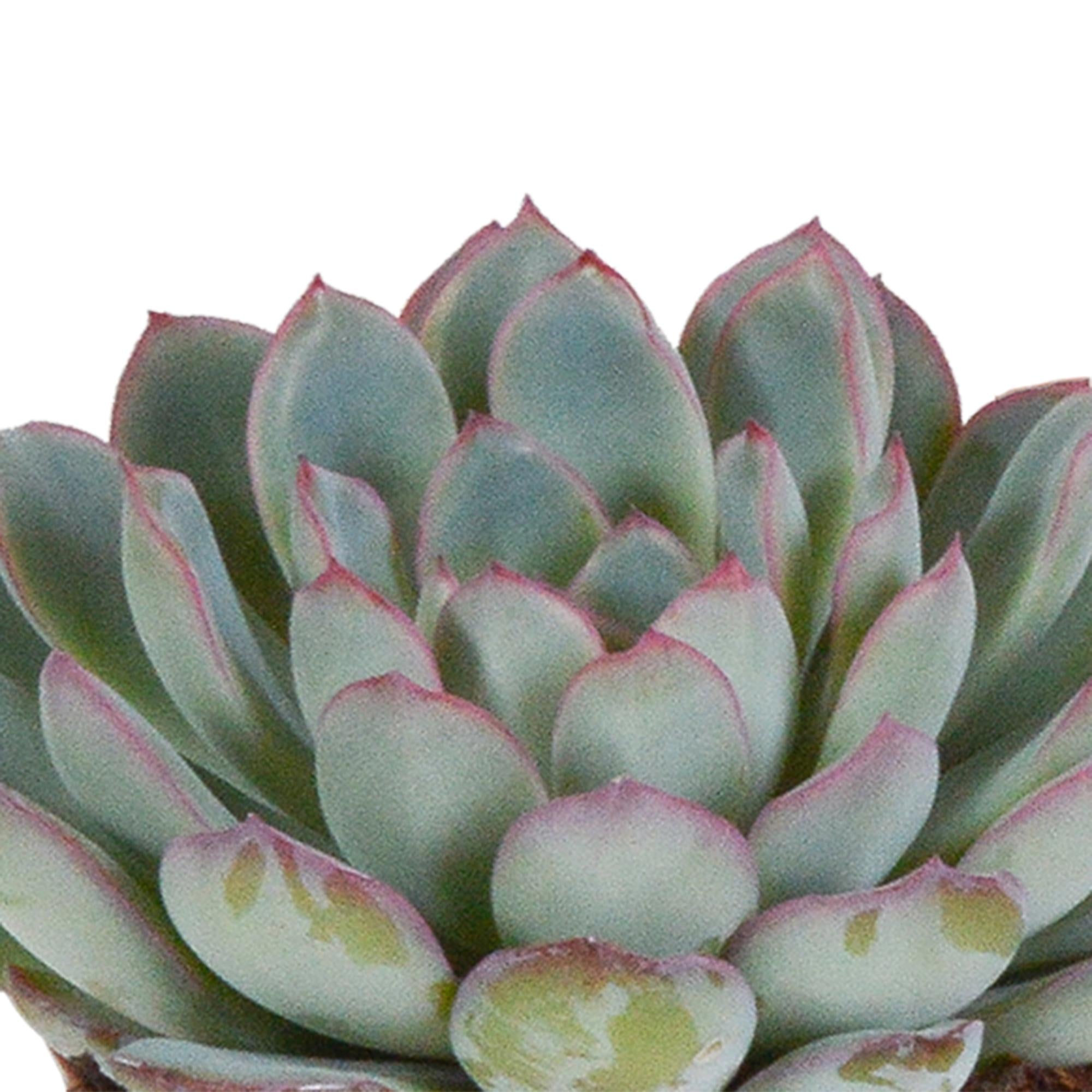 Echeveria mix 8,5 cm | 3 stuks