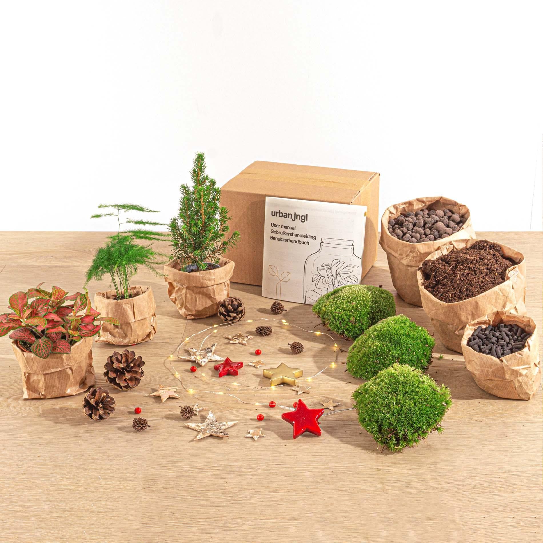 Kerst - Planten terrarium pakket - Mini-kerstboom - 3 planten -  Navulling & Startpakket- DIY