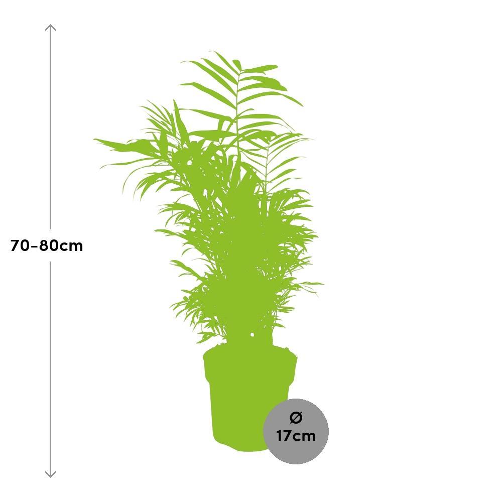 Ø17cm - ↕75cm