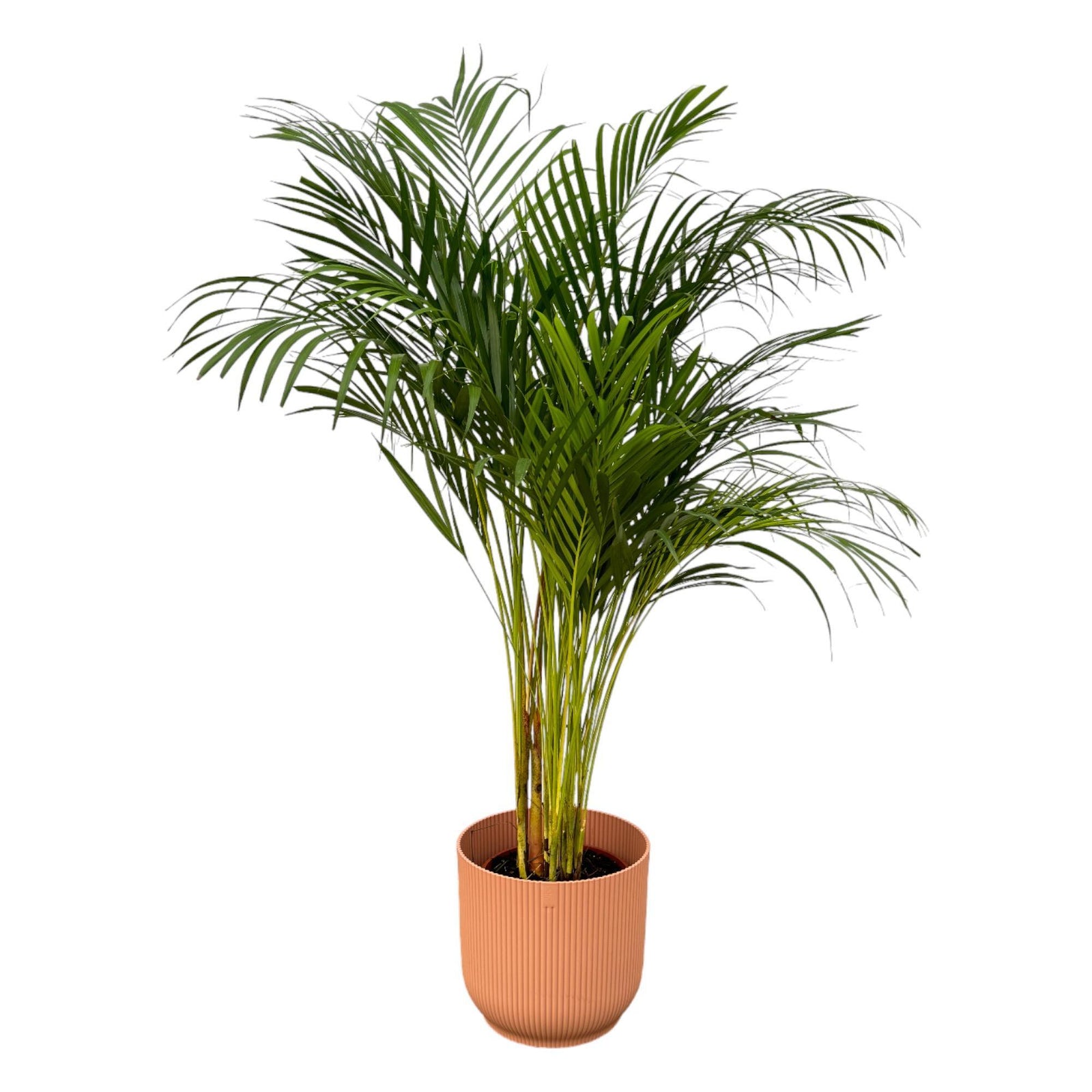 Areca palm - ↨130cm - Ø24cm inclusief elho Vibes Fold Round roze D30xH27