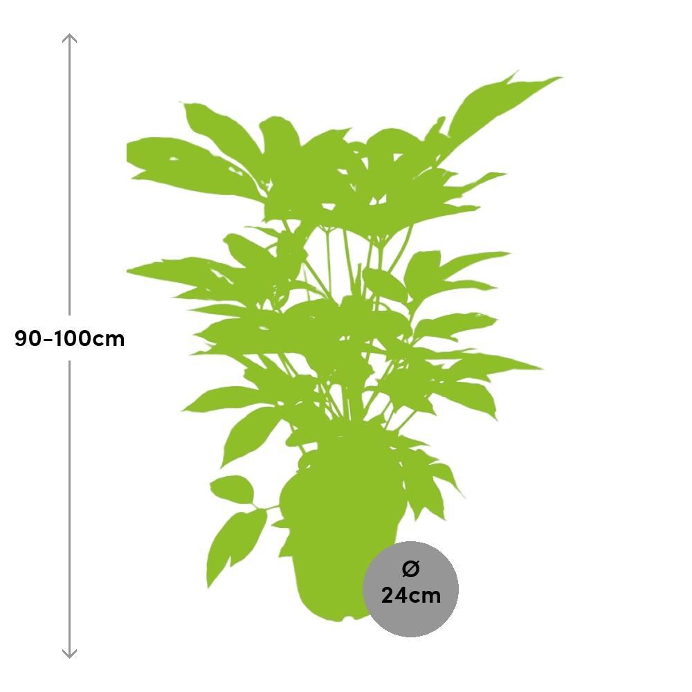 Ø24cm - ↕100cm