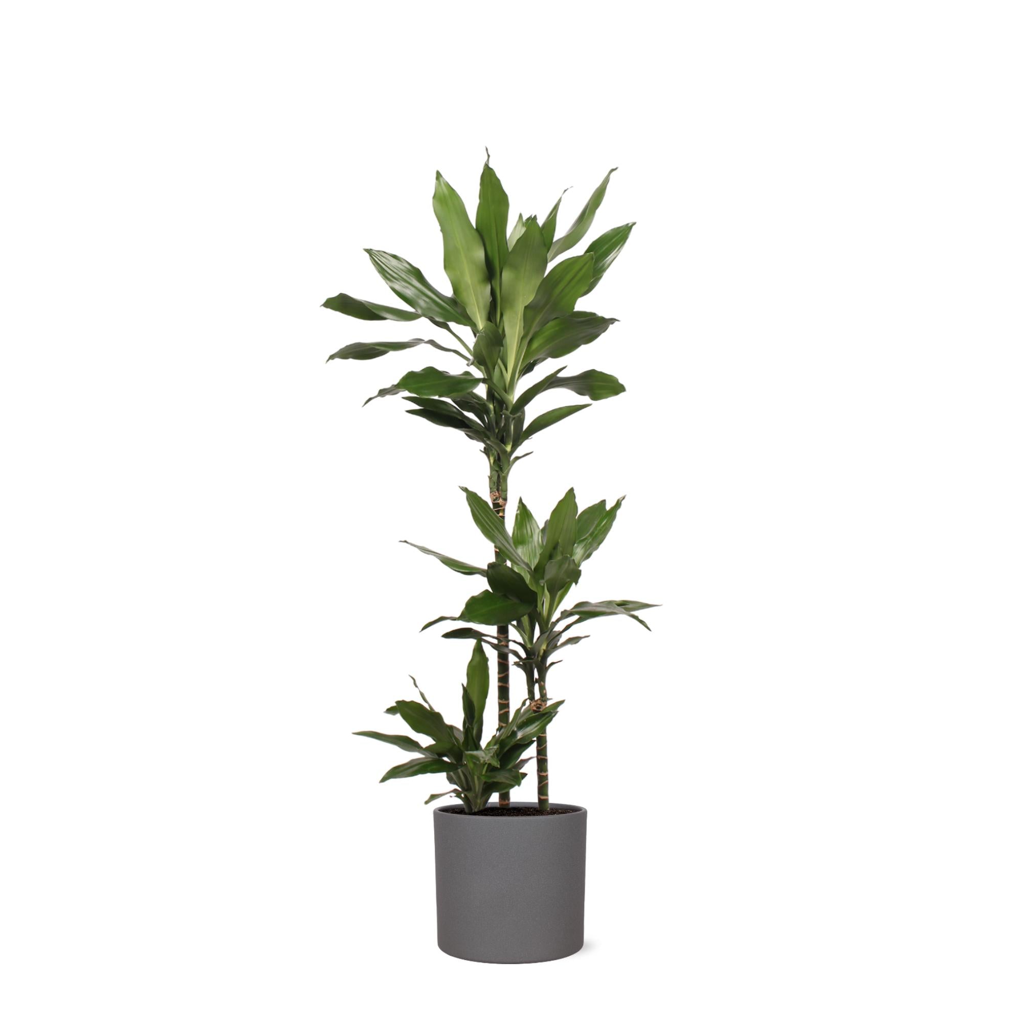 Dracaena Janet Lind Ø24cm ↕120cm in Era ANTRACIET pot