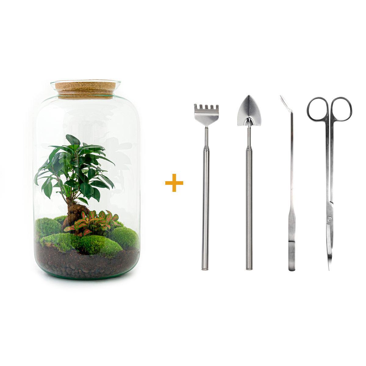 DIY terrarium - Sven Bonsai - ↑ 43 cm + Rake + Shovel + Tweezer + Scissors