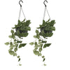 2x Scindapsus Pictus - Epipremnum - 25cm - ø15