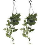 2x Scindapsus Pictus - Epipremnum - 25cm - ø15