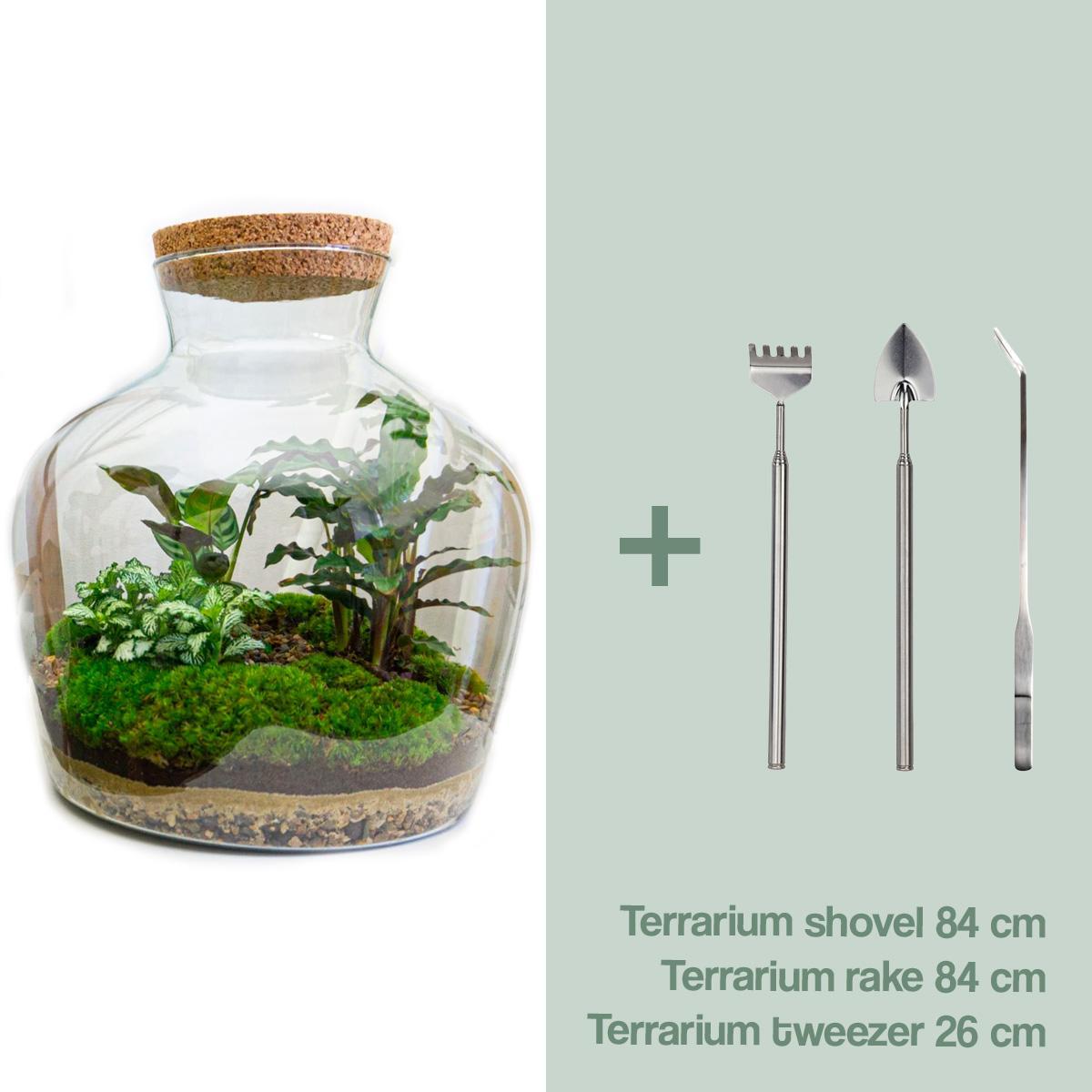 DIY terrarium -  Fat Joe - ↑ 30 cm