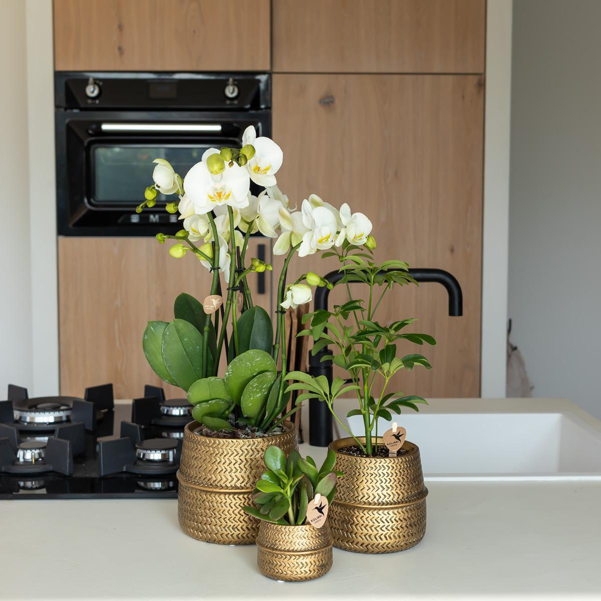 Kolibri Home | Groove bloempot - Gouden keramieken sierpot - potmaat - Ø9cm