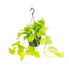 Epipremnum Golden Pothos  - Scindapsus - 25cm - Ø15