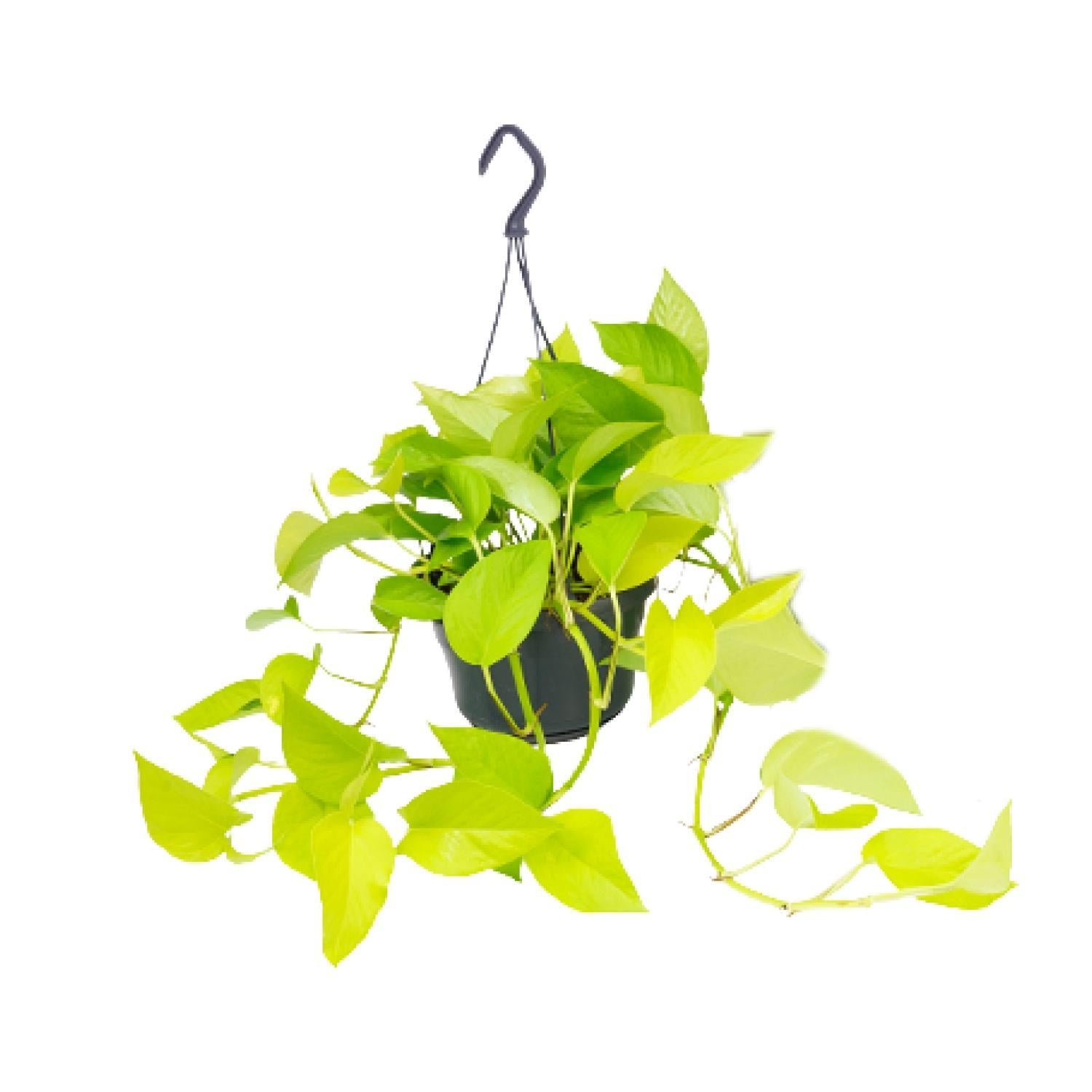 Epipremnum Golden Pothos  - Scindapsus - 25cm - Ø15