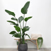 Strelitzia Nicolai - 180 cm - ⌀27