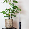 Kunstplant - Ficus Carica - Vijgenboom - 95 cm