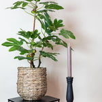 Kunstplant - Ficus Carica - Vijgenboom - 95 cm