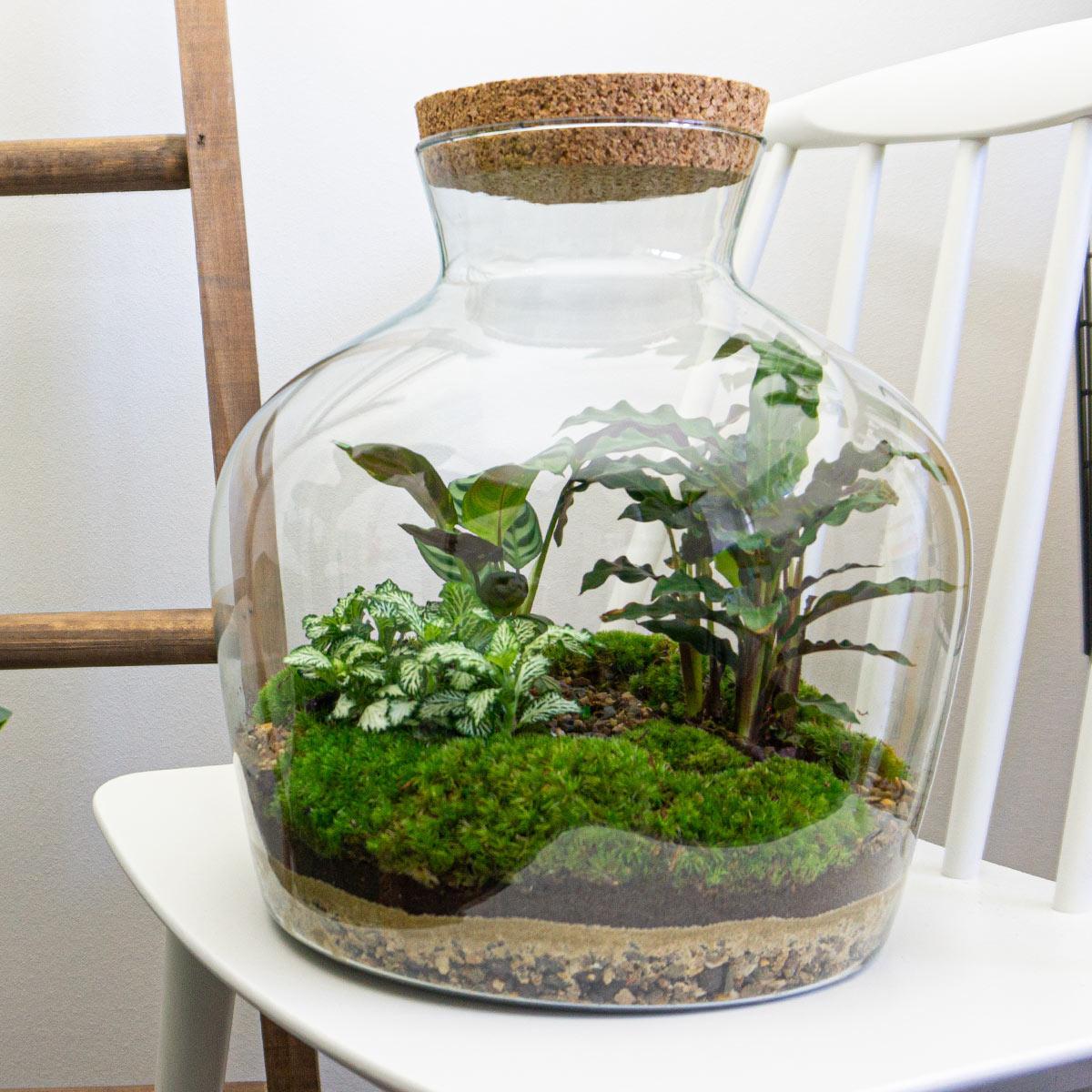 DIY terrarium -  Fat Joe - ↑ 30 cm