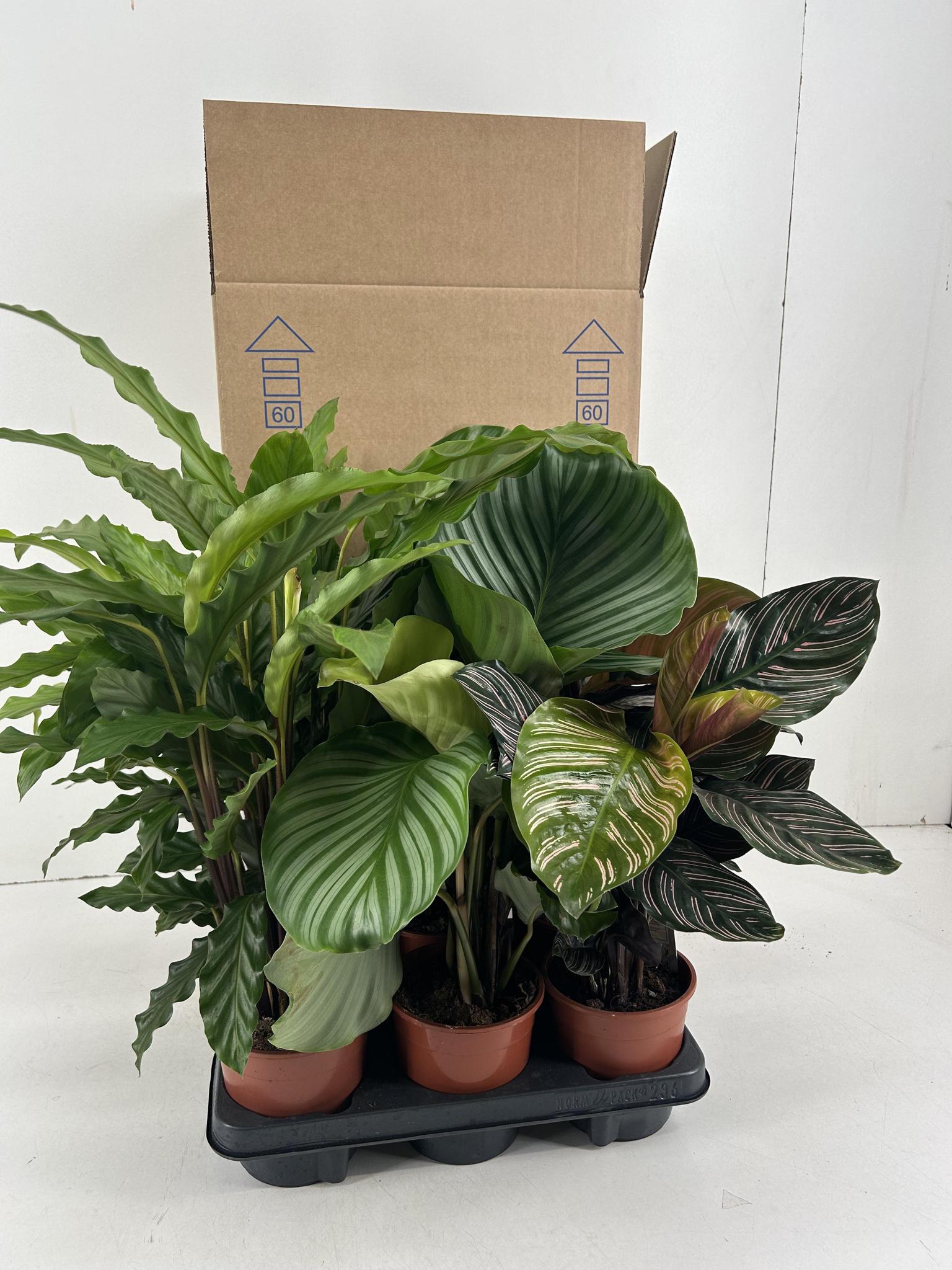 Calathea Mix P14cm