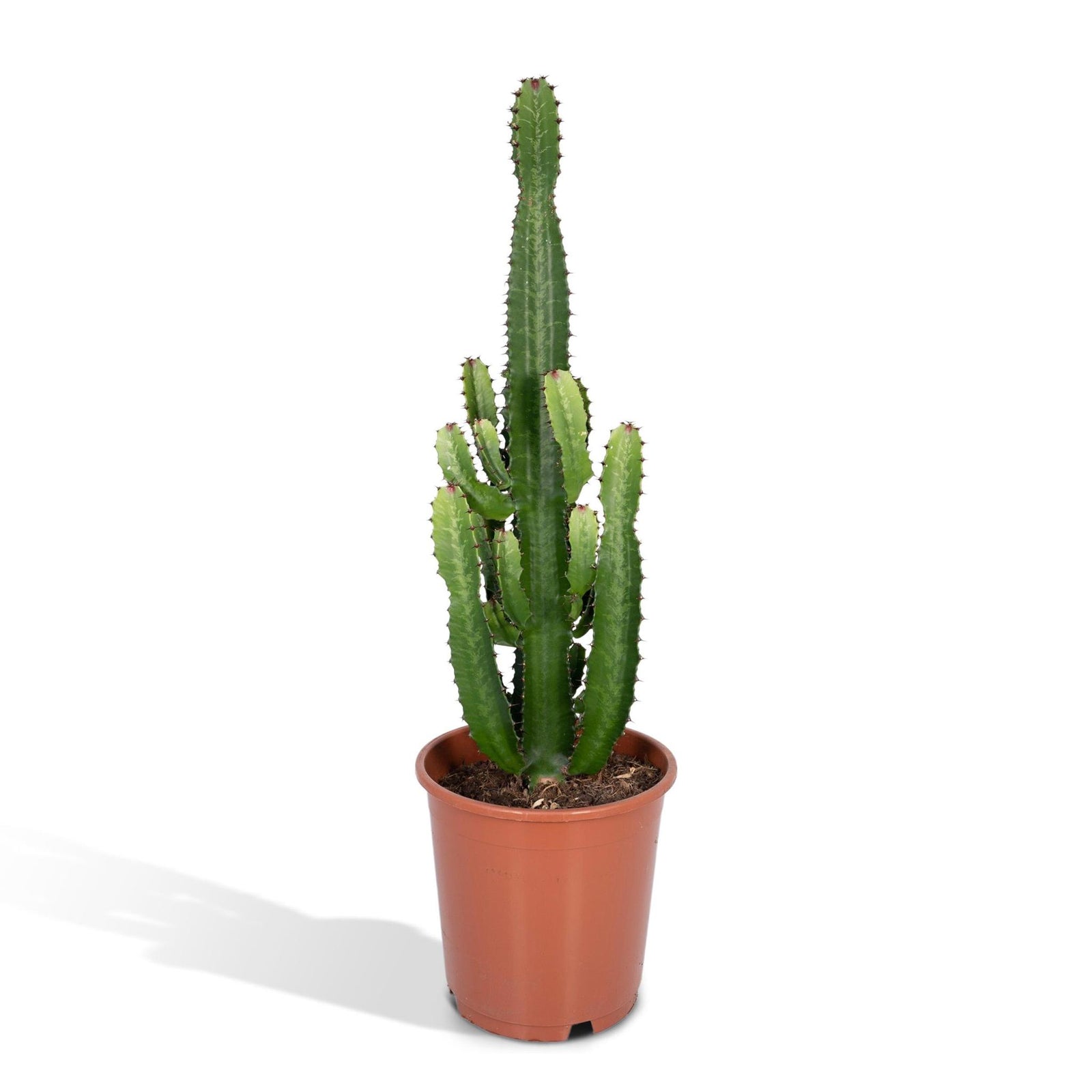 Euphorbia Inges Acruensis - Cactus - 90cm - Ø24