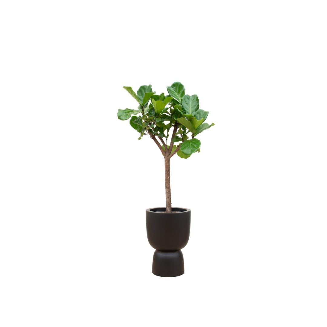 Combi deal - Ficus Lyrata boom inclusief elho Pure Coupe zwart Ø41 - 210 cm