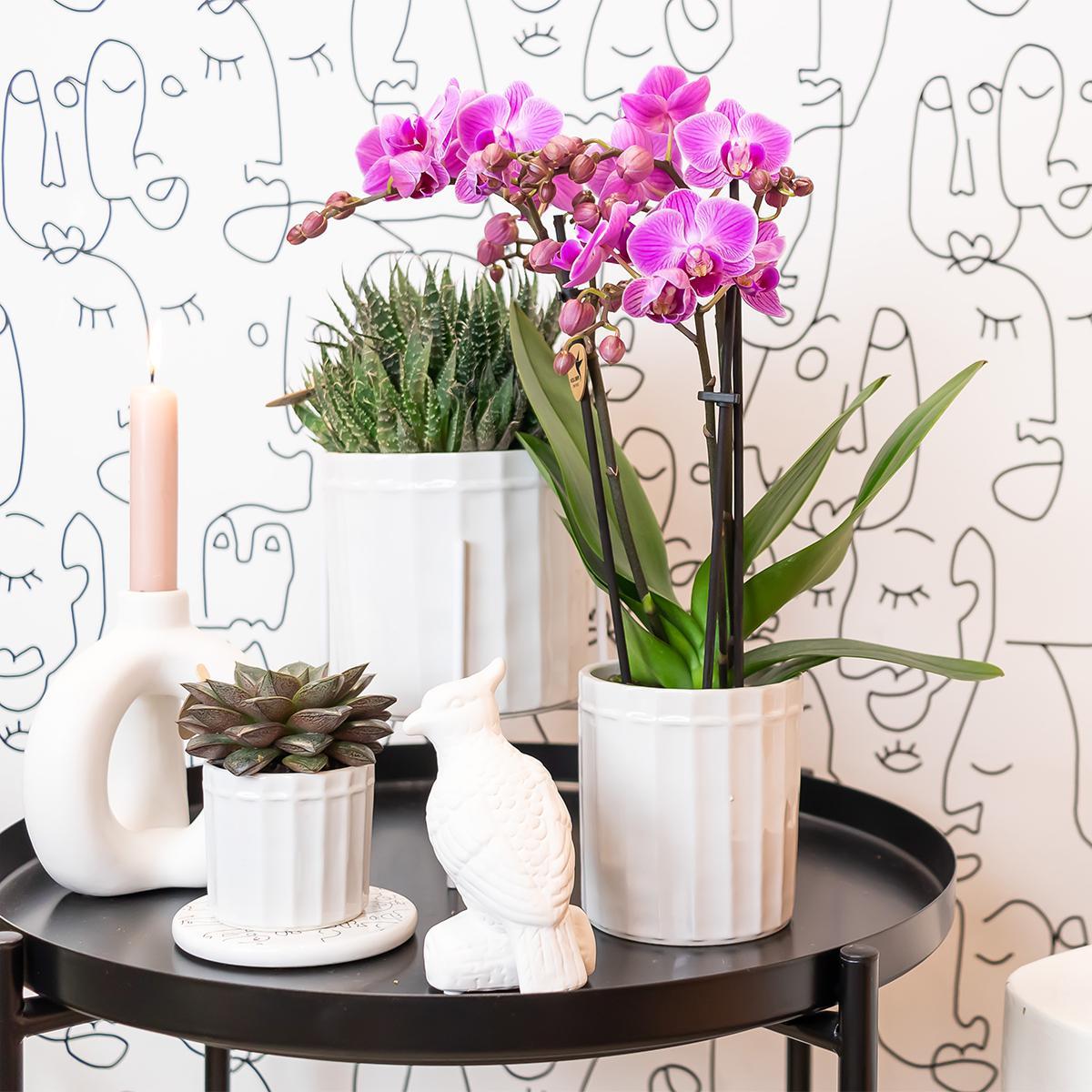 Kolibri Orchids | Paars/ roze Phalaenopsis orchidee - Mineral Vienna - potmaat Ø9cm | bloeiende kamerplant - vers van de kweker