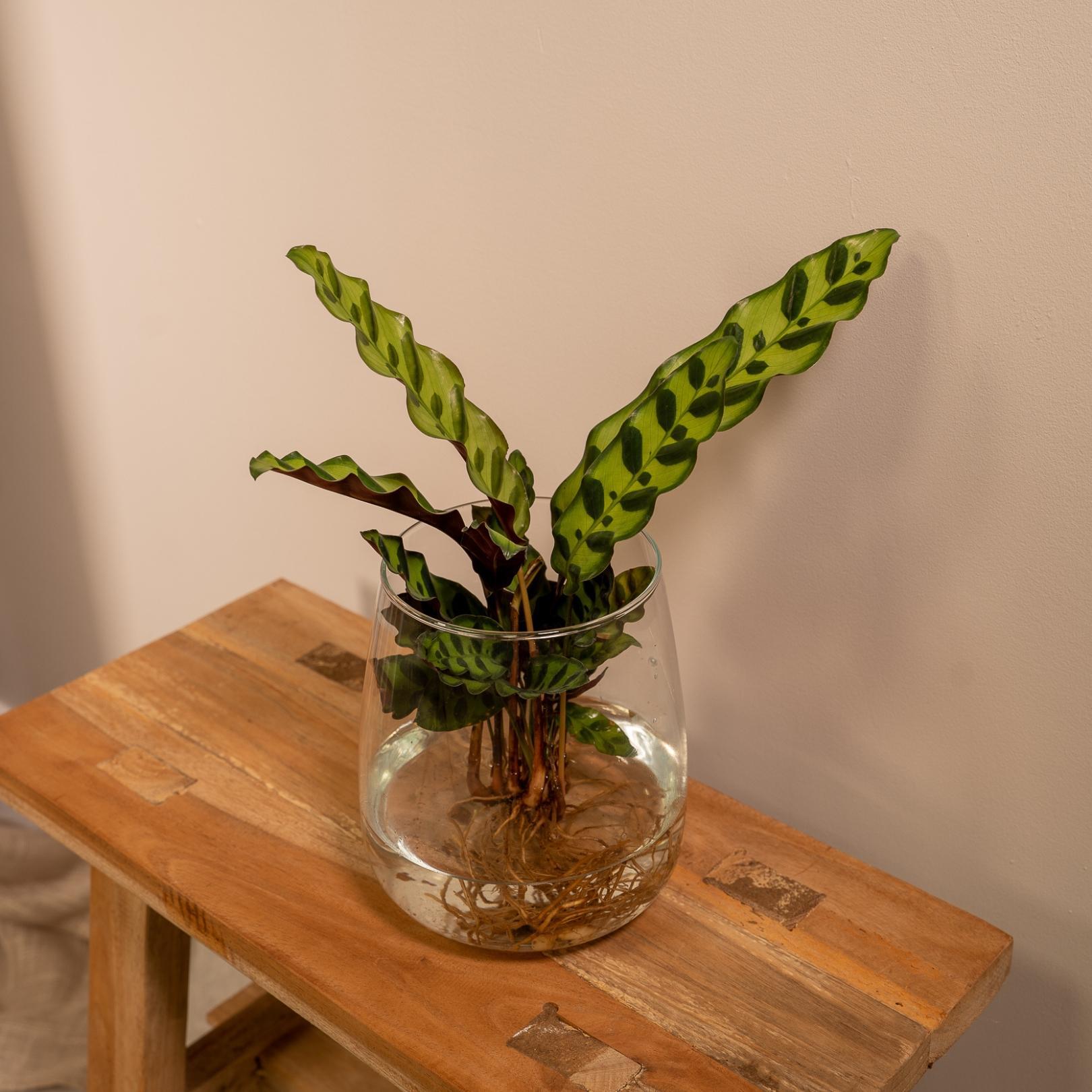 Calathea Insignis in Kingston glas - 30cm - ø4