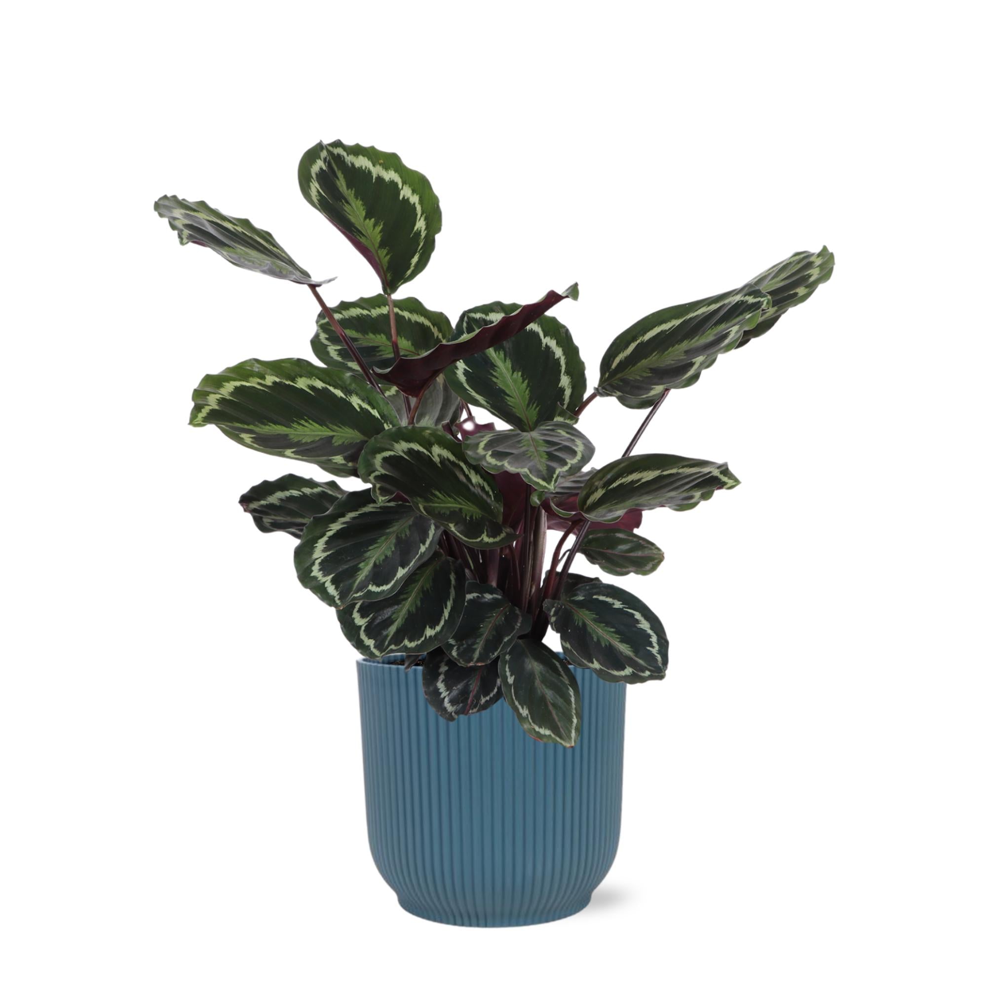 Calathea Medaillon Ø21cm - ↕70cm in Vibes BLUE pot