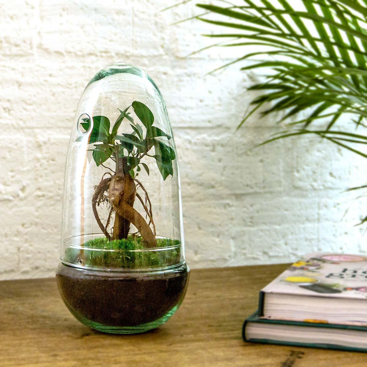 DIY terrarium - Egg Bonsai - ↑ 25 cm