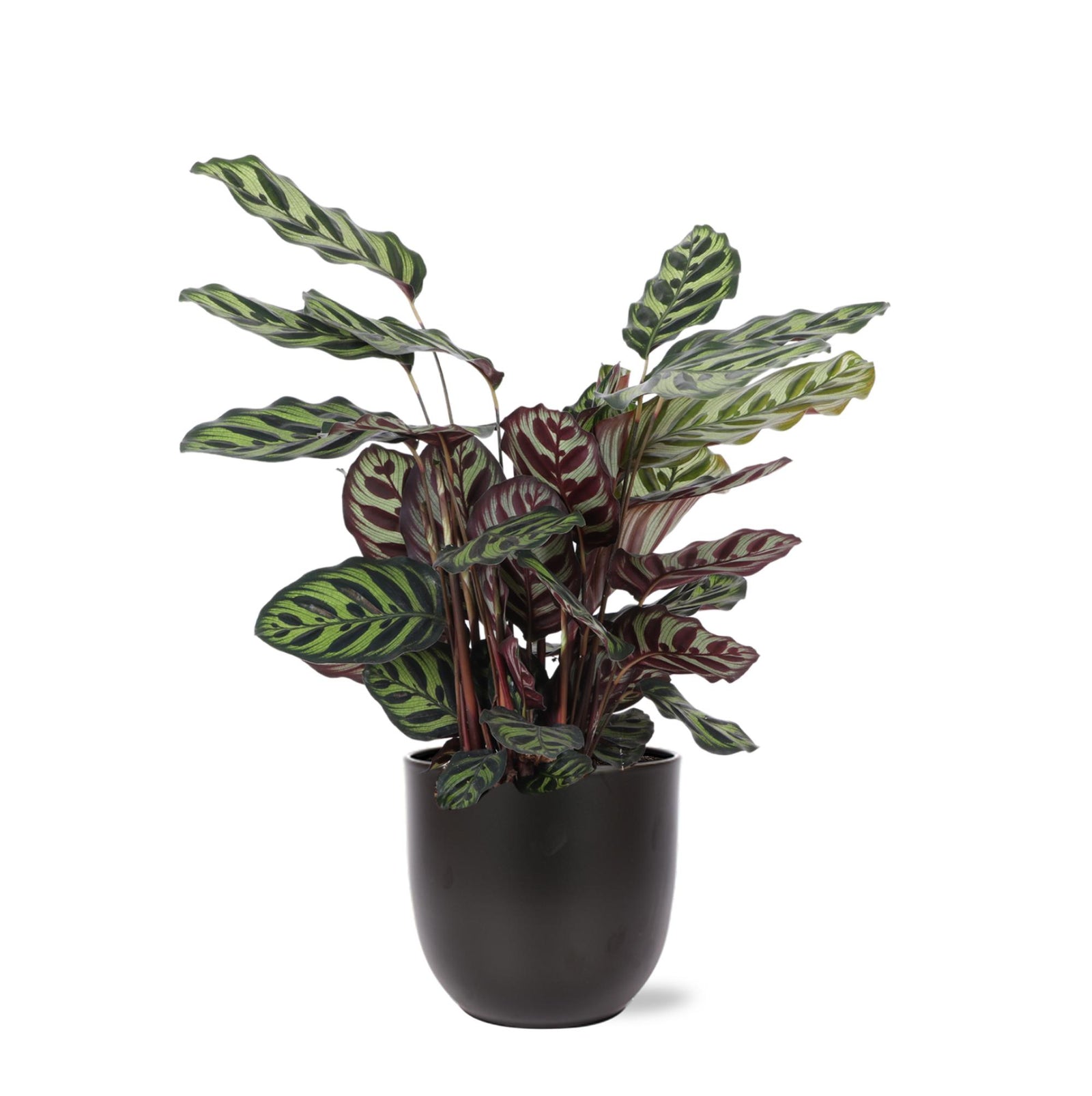 Calathea Makoyana Ø21cm - ↕70cm in Boule antraciet